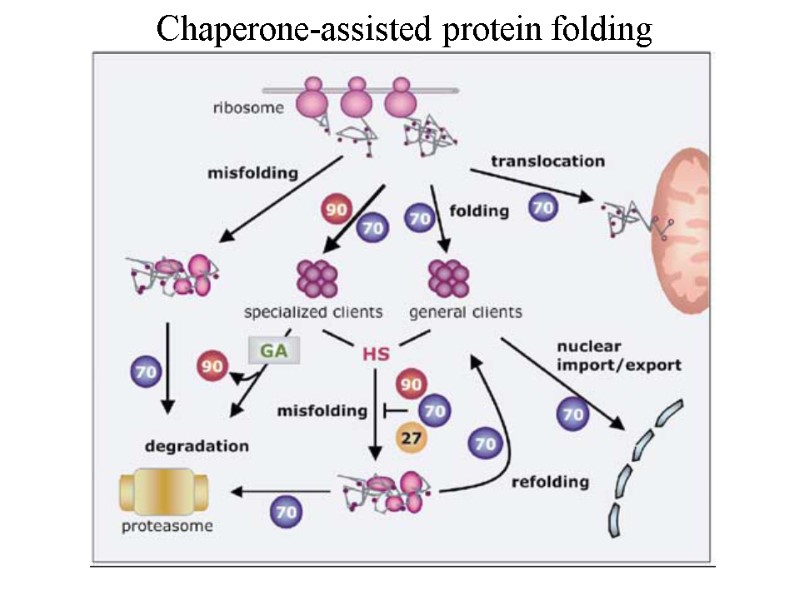 Chaperone-assisted protein folding
